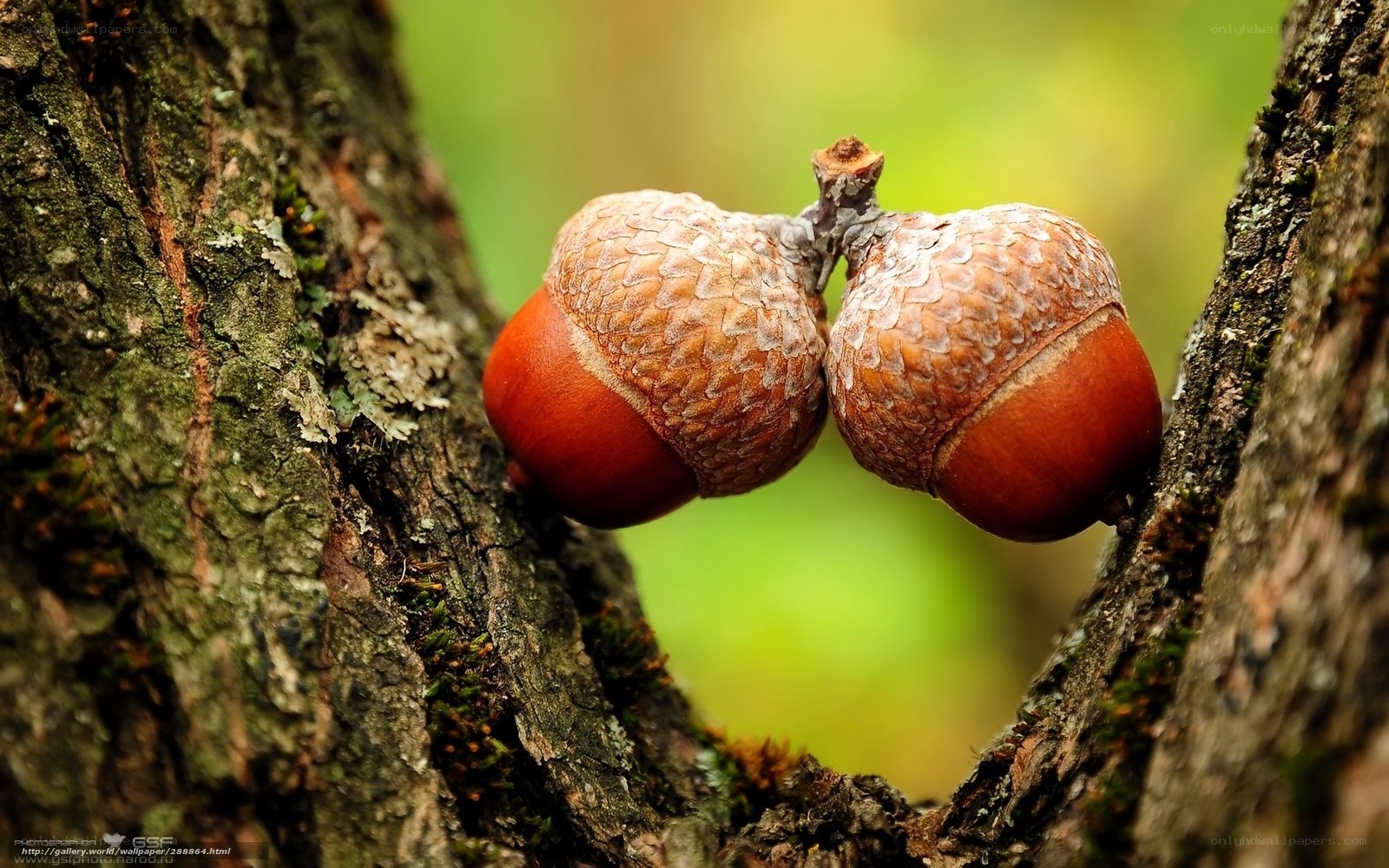 Two acorns on a tree branch