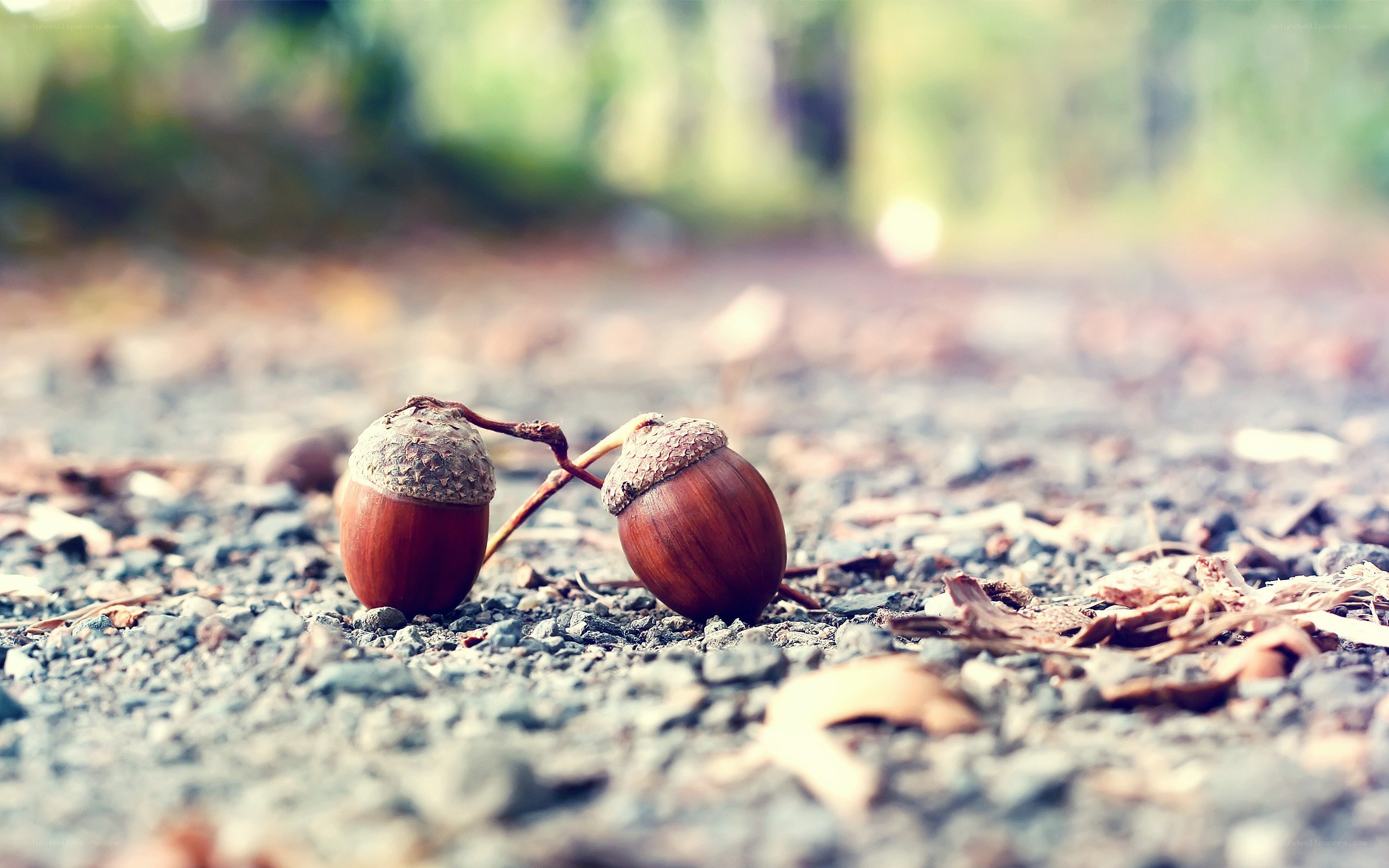 Two acorns on gravel