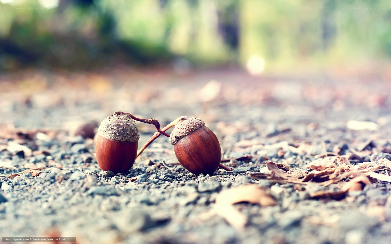 Two acorns on gravel