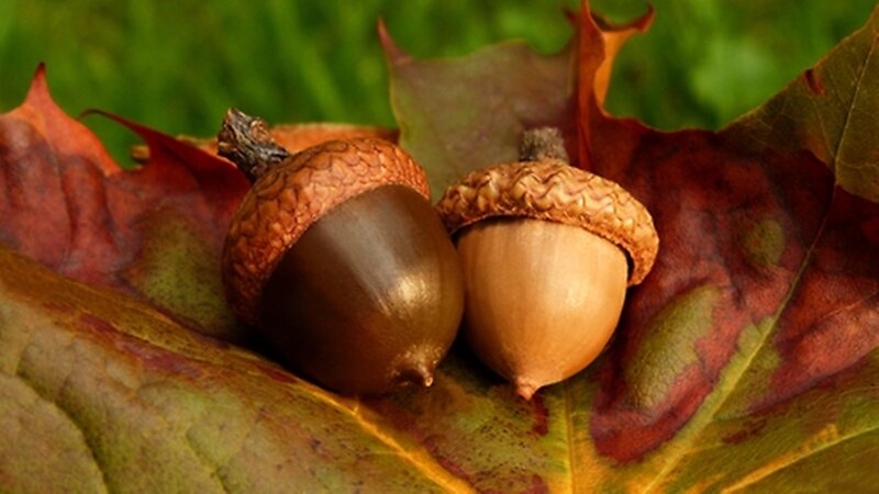 Two Acorns on Leaf