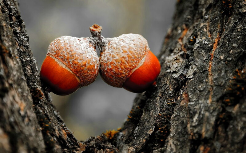 Two Acorns on Tree — Brown