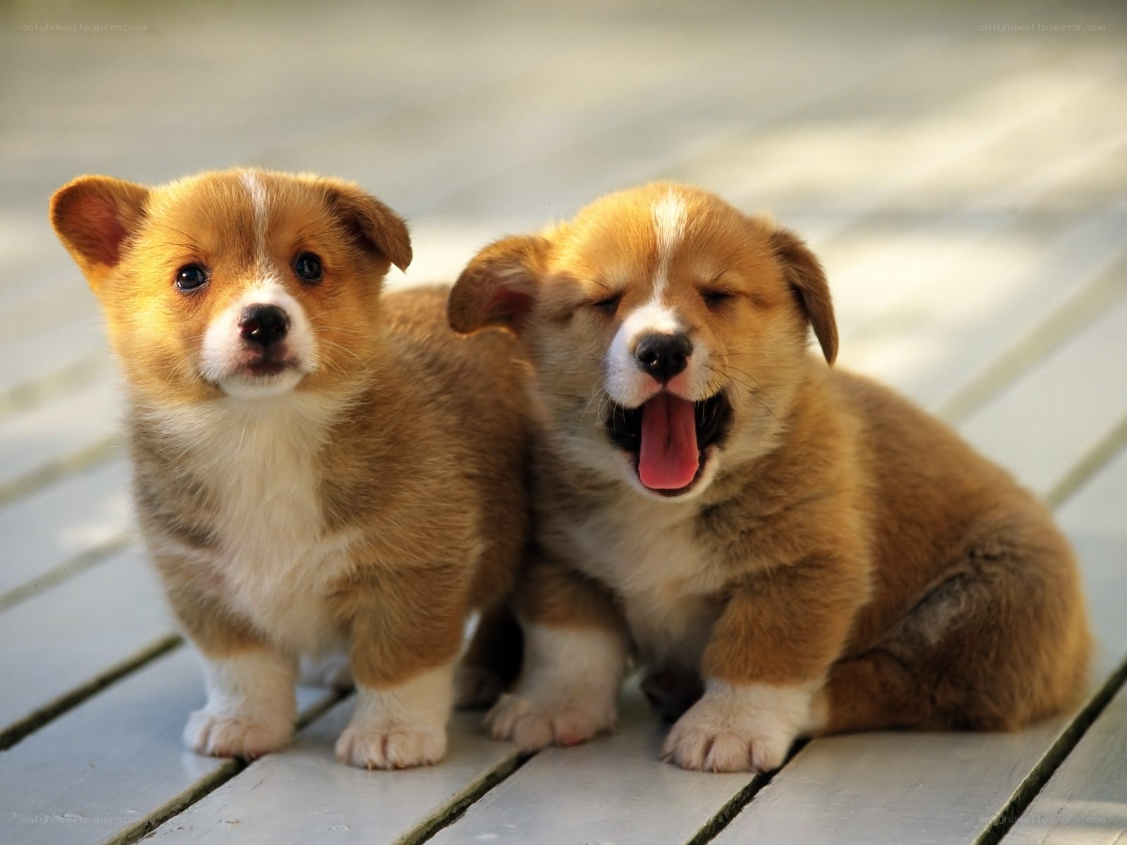 Two adorable corgi puppies