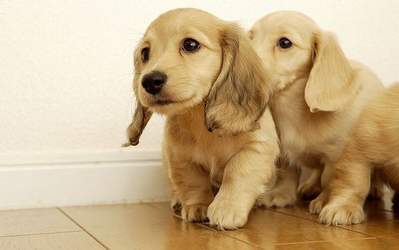 Two adorable dachshund puppies