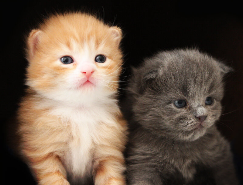 Two adorable kittens together