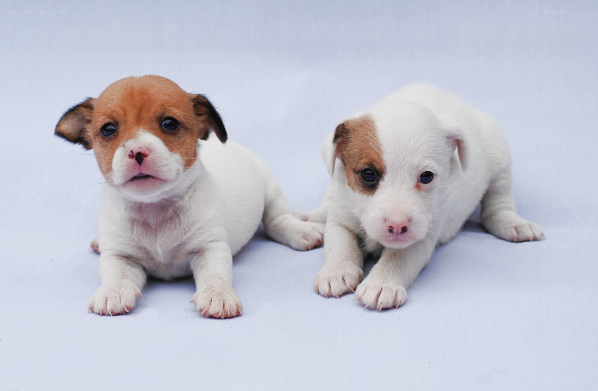 Two adorable puppies lying down