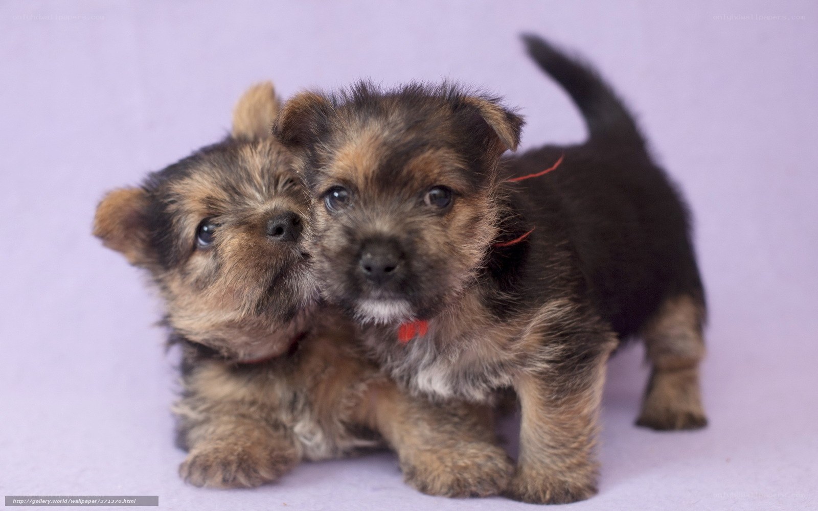 Two adorable terrier puppies