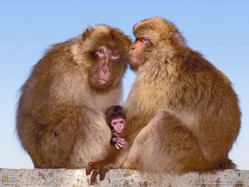 Two Adult Monkeys with Baby — Brown