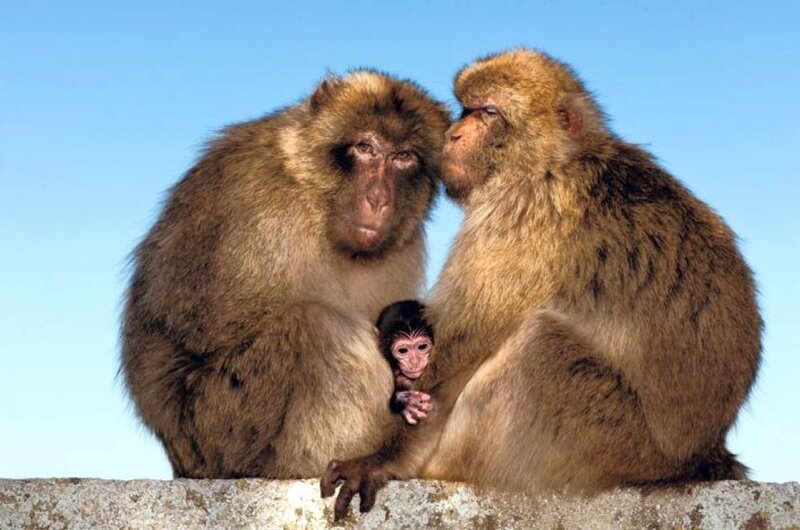 Two Adult Monkeys with Baby