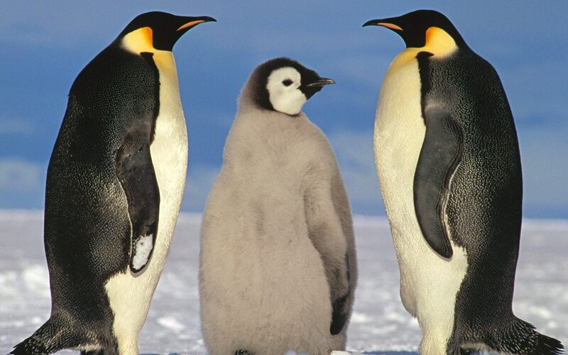 Two Adult Penguins with Chick