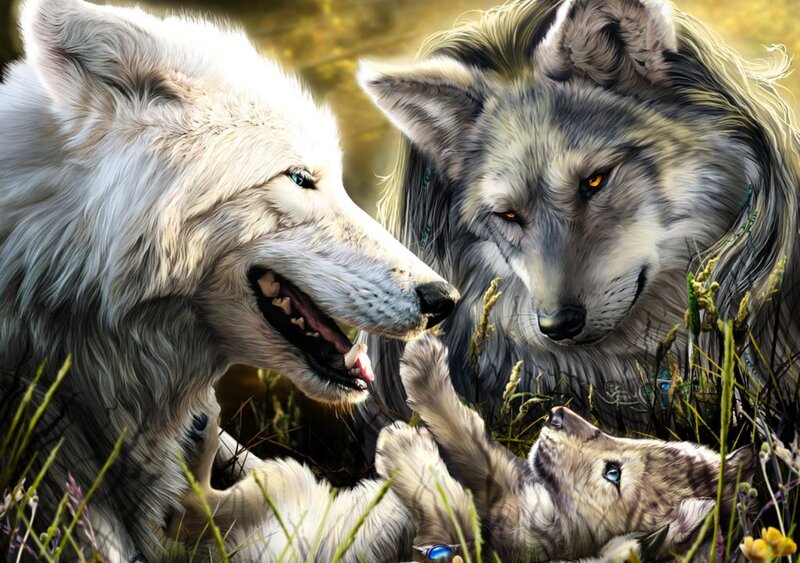 Two Adult Wolves and a Pup — White, Dramatic