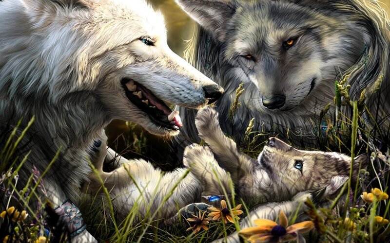 Two Adult Wolves and a Pup — White, Peaceful