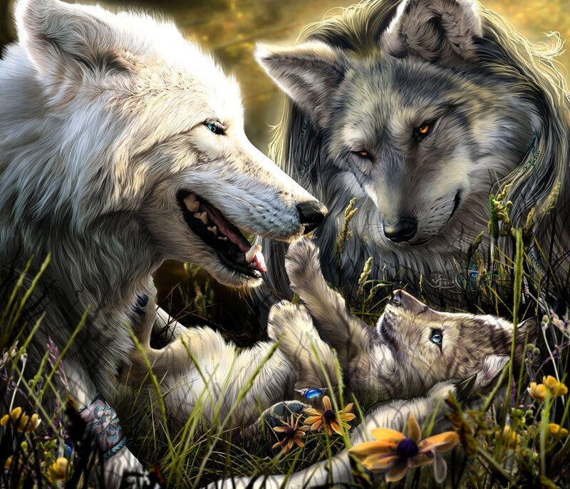 Two Adult Wolves and a Pup — White
