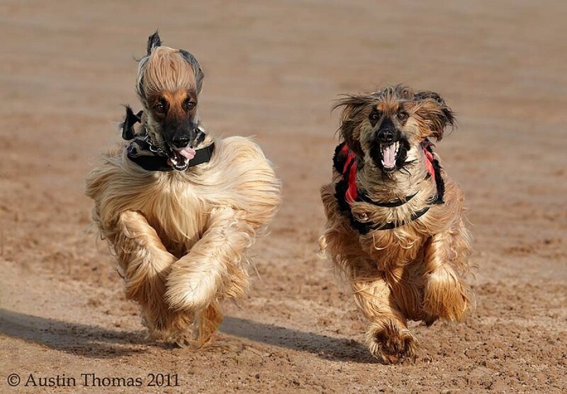 Two Afghan Hounds Running