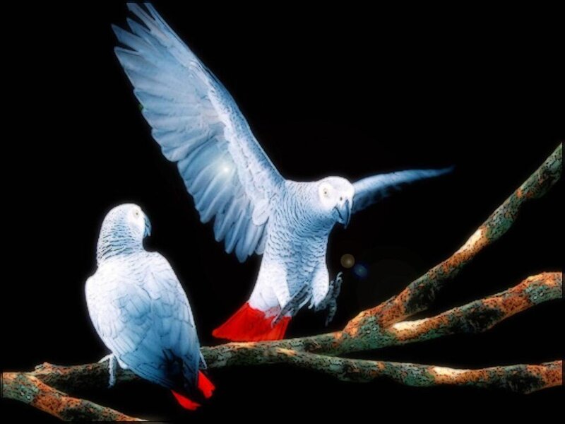 Two African Grey Parrots — Black