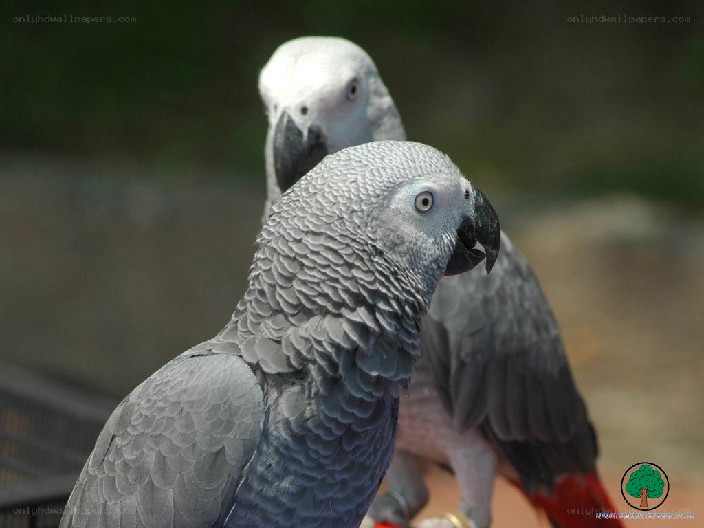 Two African Grey Parrots