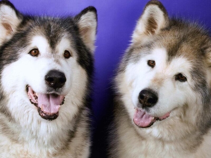Two Alaskan Malamute Dogs — Purple