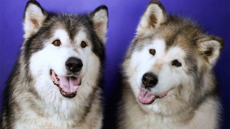 two alaskan malamutes