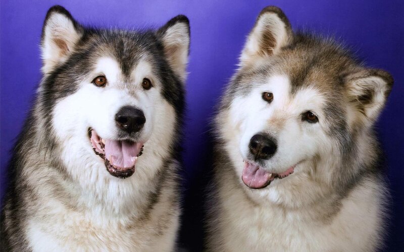 Two Alaskan Malamutes — Purple, Calm