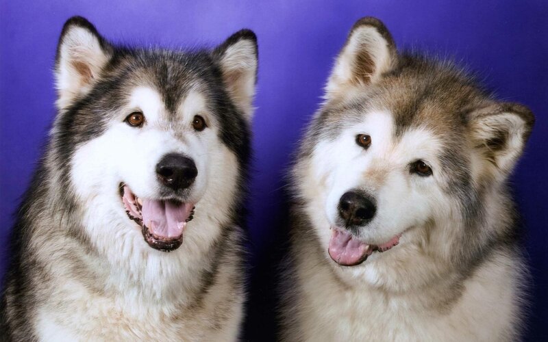 Two Alaskan Malamutes — Purple