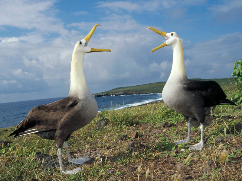 Two Albatross Birds — Blue