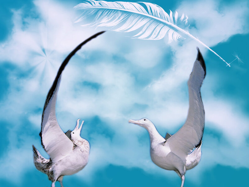 Two Albatross Birds