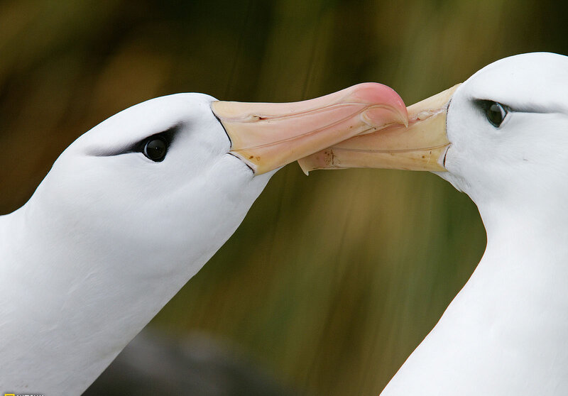 Two Albatross Birds — White