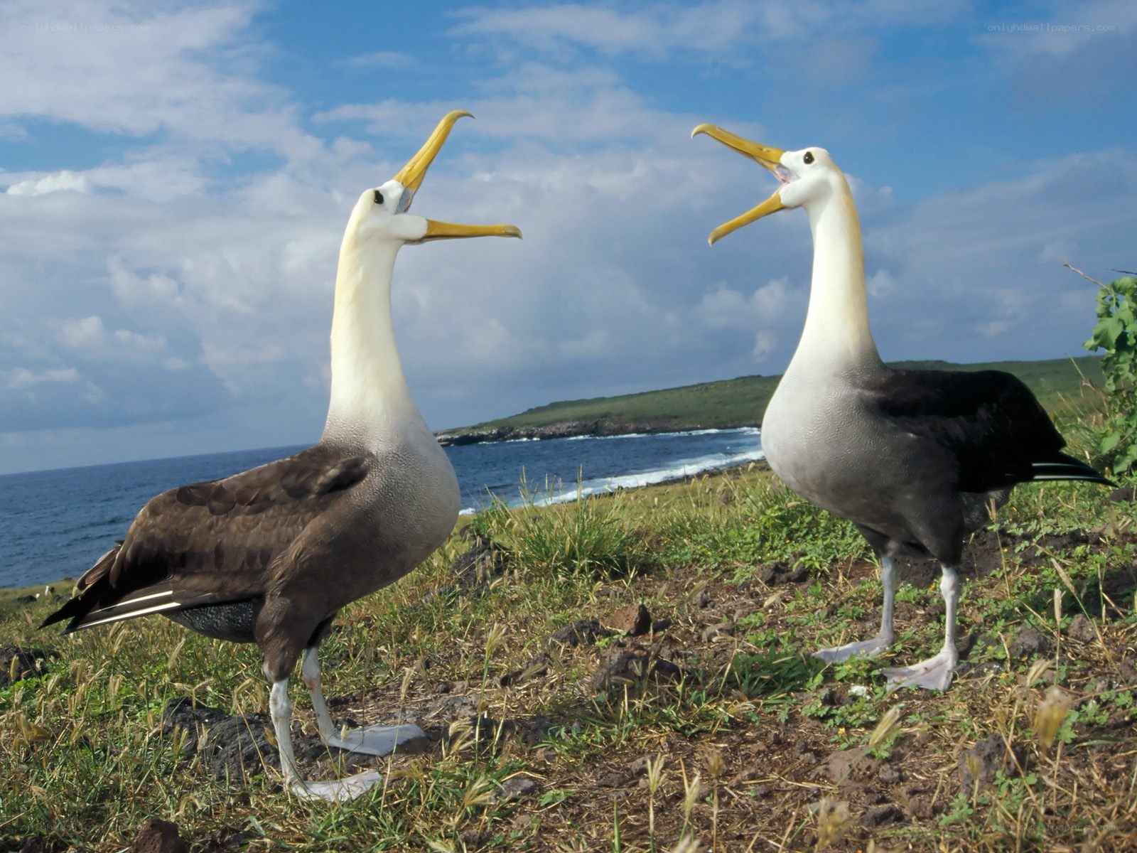 Two albatrosses on a coastal cliff