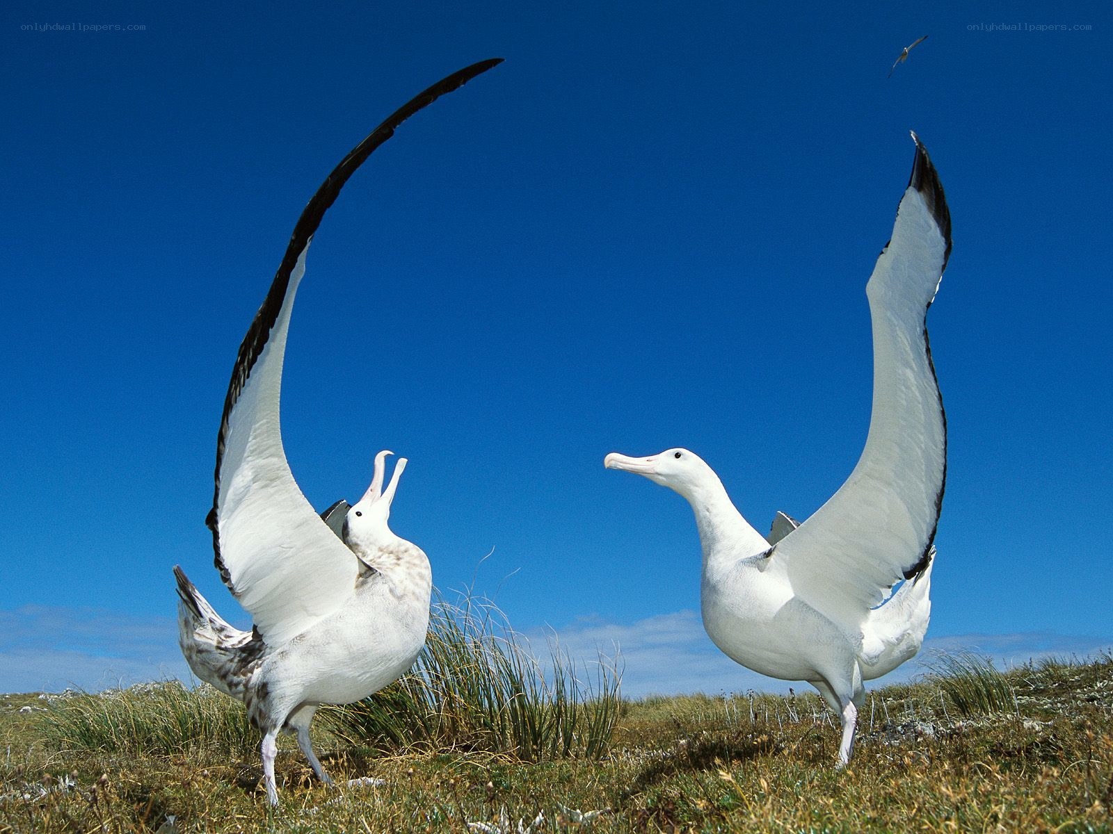 Two albatrosses on a grassy hill