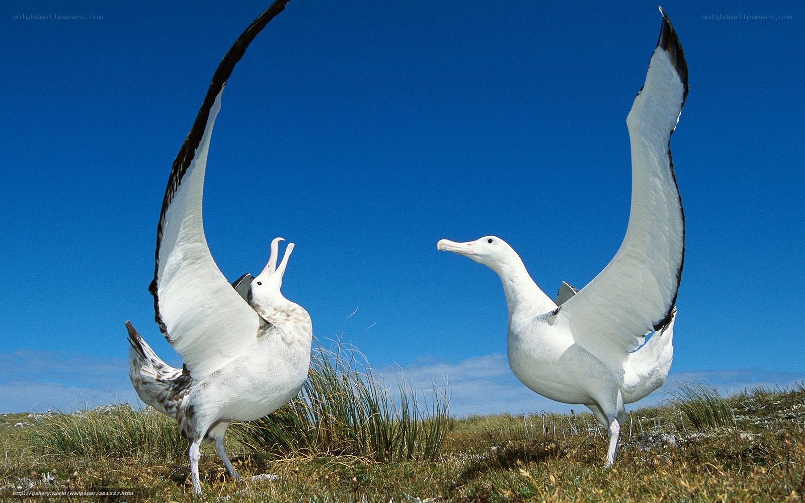 Two albatrosses on a grassy hill