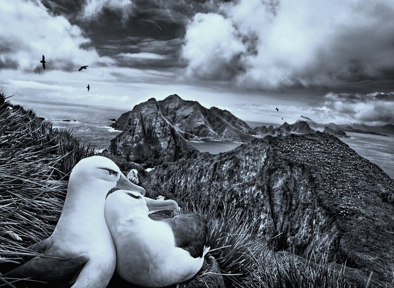 Two Albatrosses on Cliff
