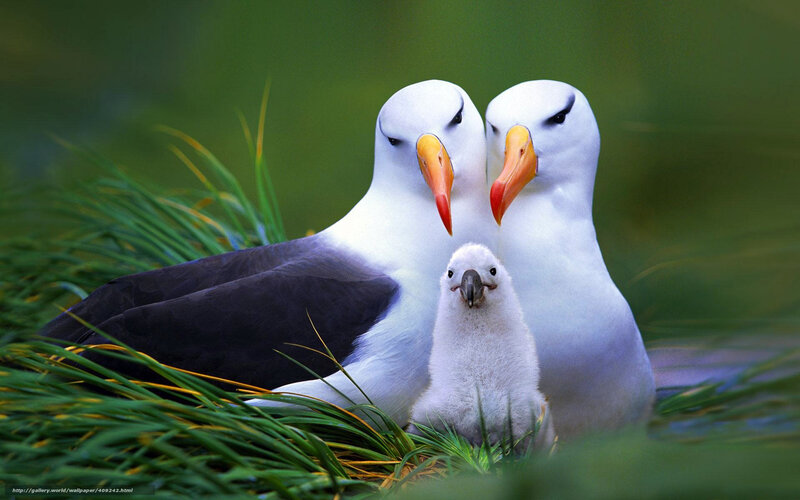 Two Albatrosses with Chick — Green, Serene
