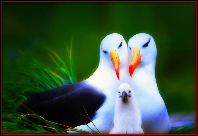 Two Albatrosses with Chick