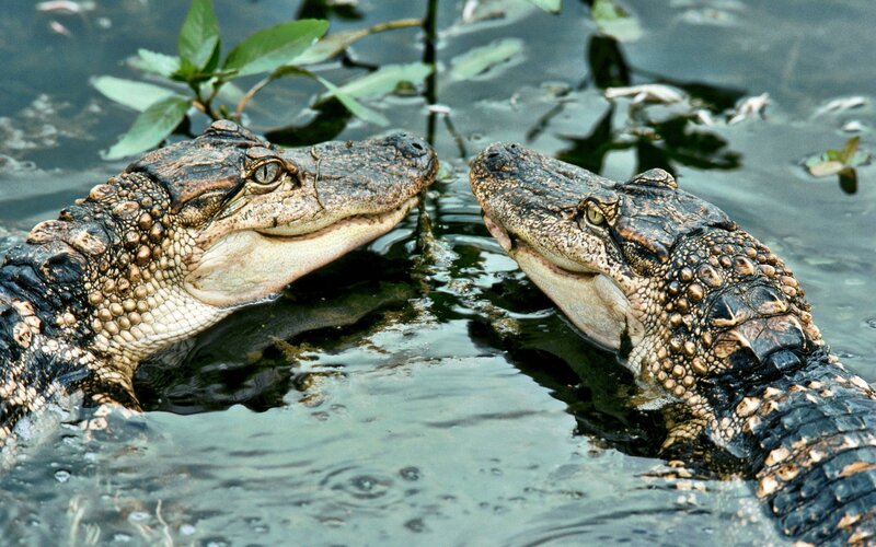 Two Alligators in Water — Green