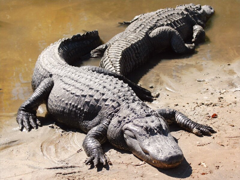 Two alligators on a muddy bank