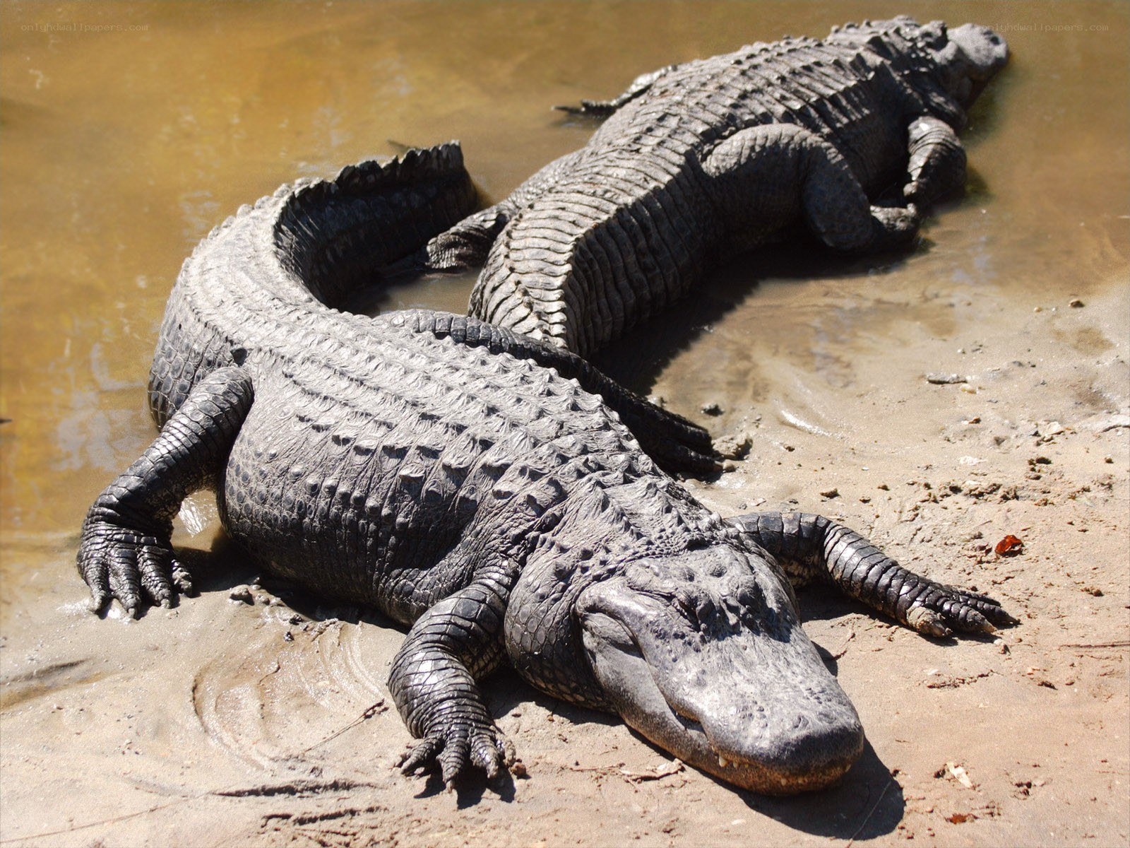 Two alligators on a muddy bank