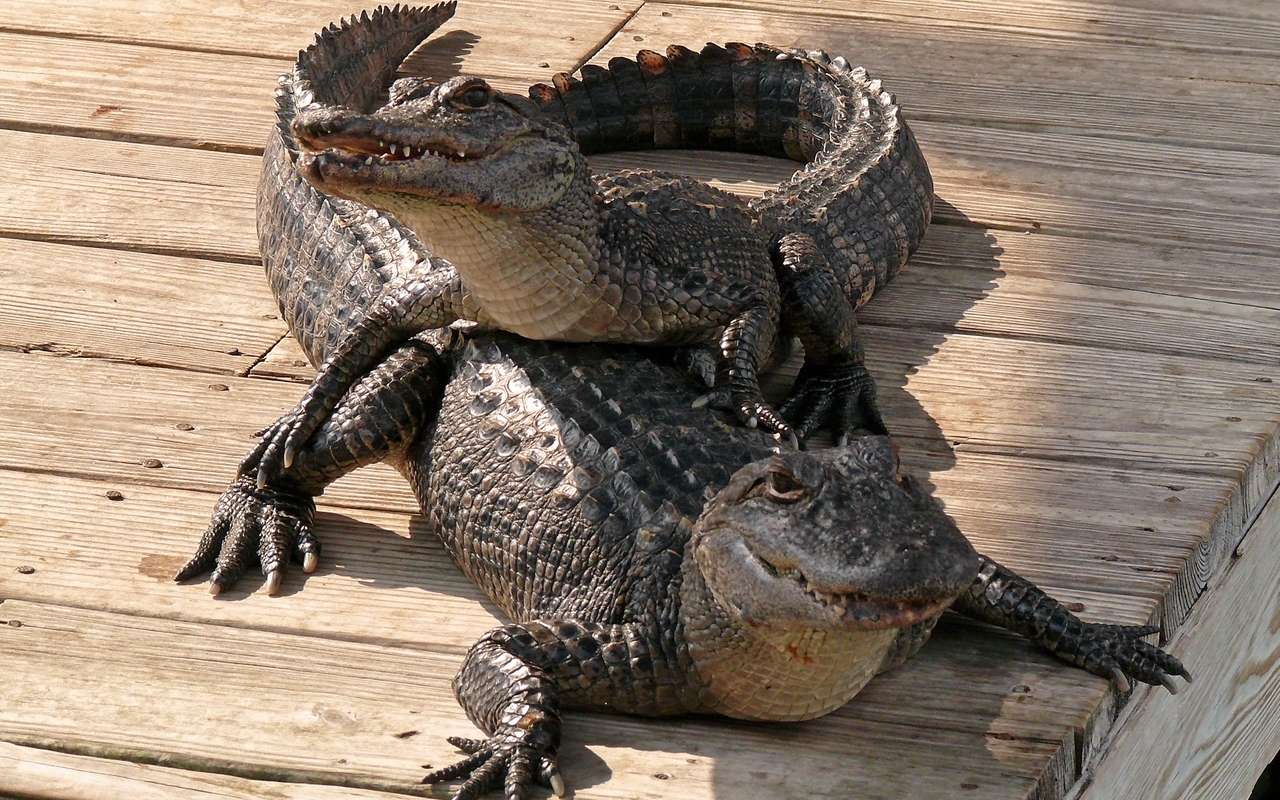 Two alligators on a wooden deck