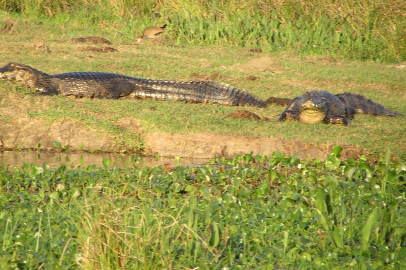 Two Alligators on Bank — Green