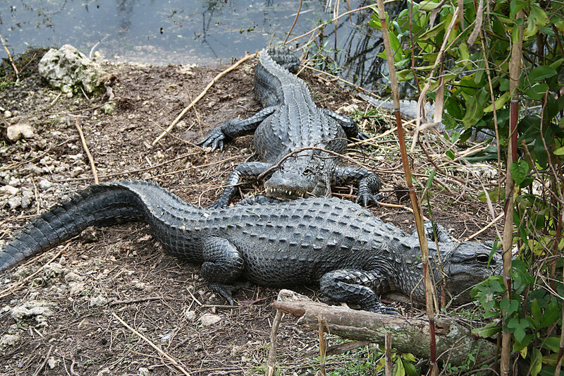 Two Alligators on Bank