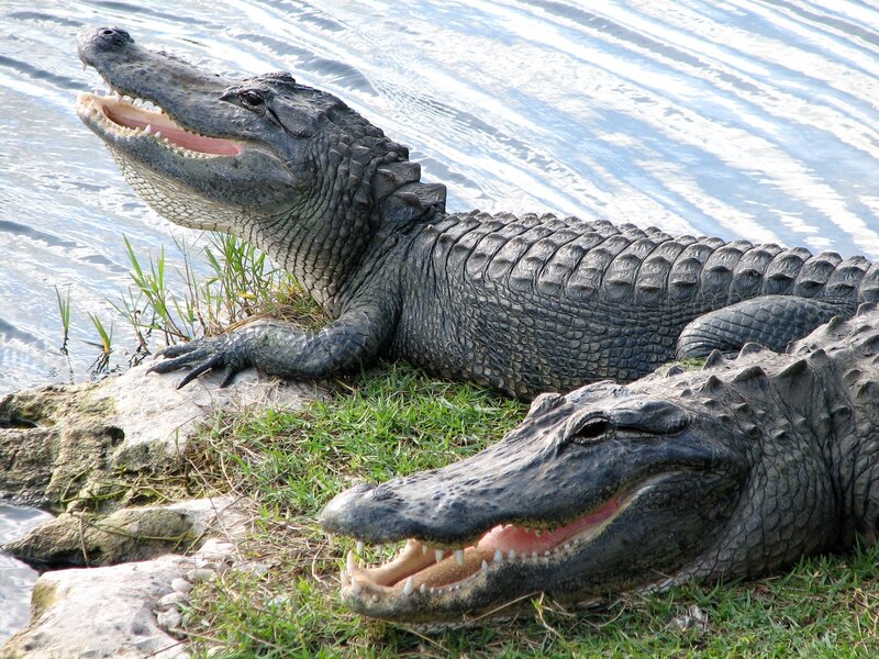 Two Alligators on Shore