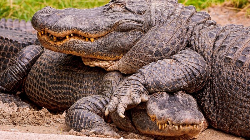 Two Alligators Resting — Brown, Calm, Afternoon, Photograph