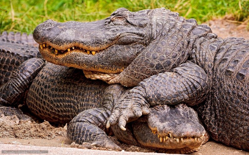 Two Alligators Resting — Brown