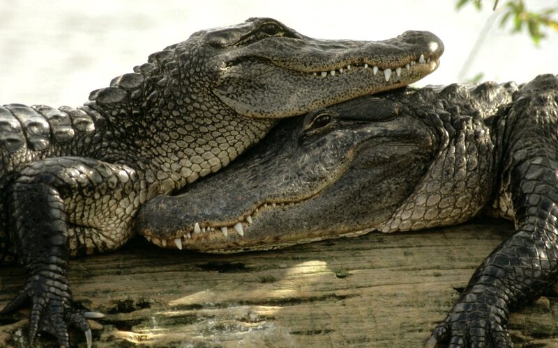 Two Alligators Resting — Gray, Calm, Afternoon