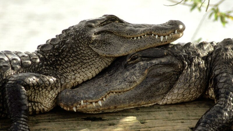 Two Alligators Resting — Gray, Calm