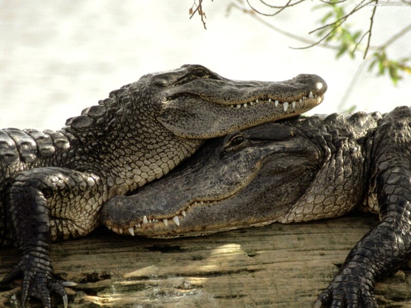 Two Alligators Resting — Gray