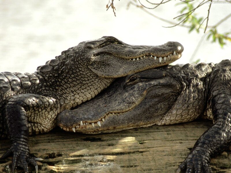 Two alligators resting on log