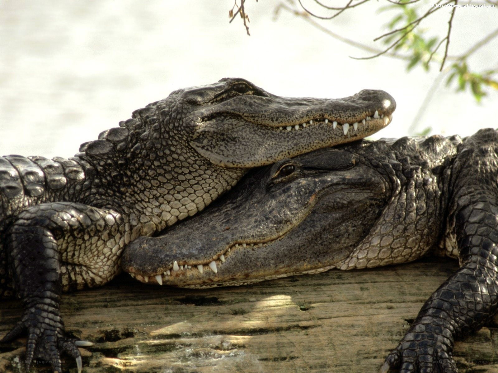 Two alligators resting on log