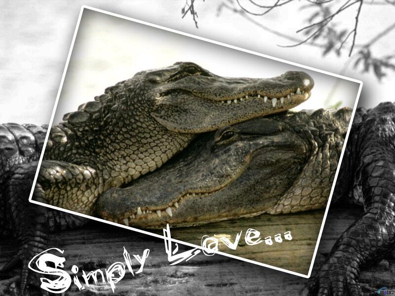 Two Alligators Resting