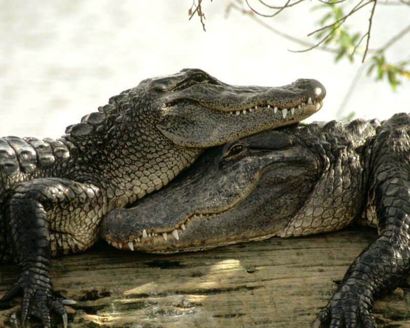 Two alligators resting together