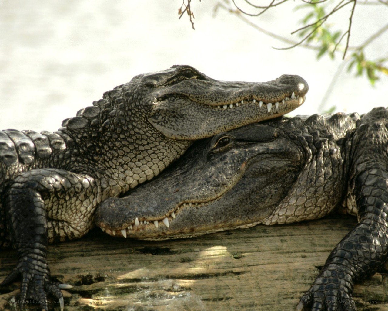 Two alligators resting together