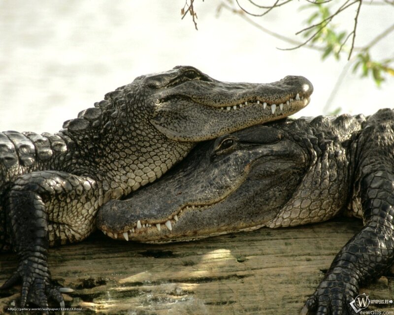 Two alligators resting together